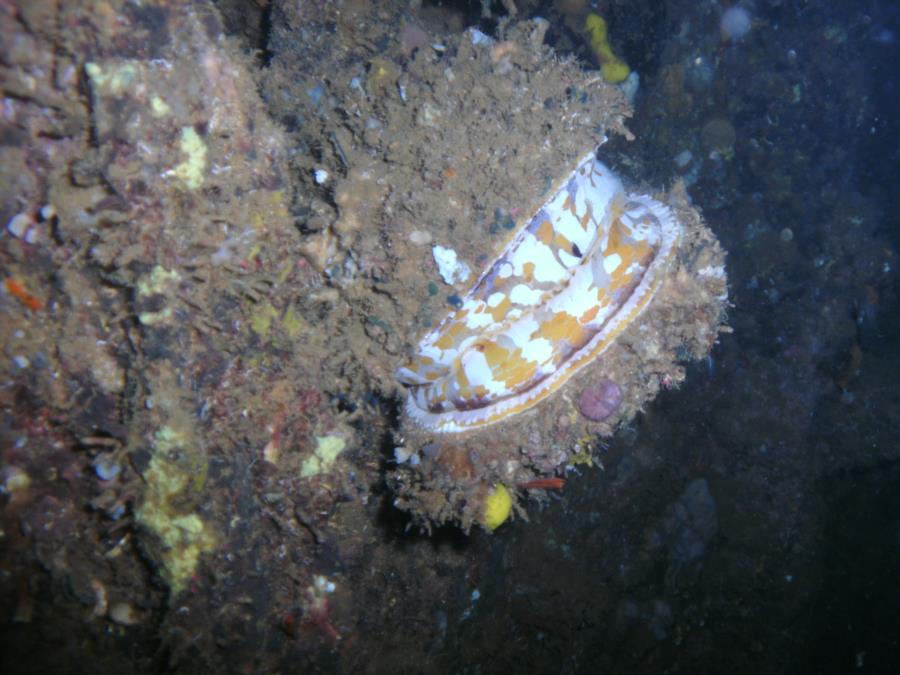 Clam on LST Subic Bay