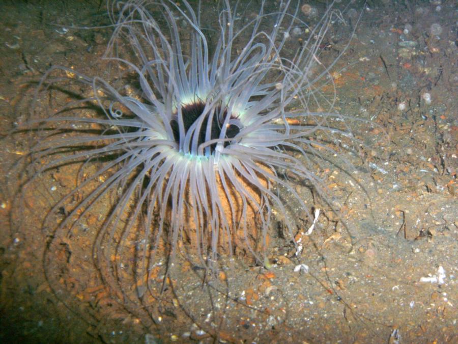 Anemone? On El Capitan Subic Bay