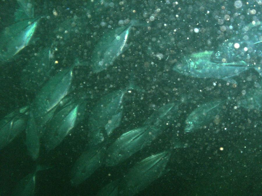 Schooling Fish LST Subic Bay