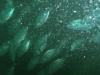 Schooling Fish LST Subic Bay