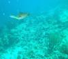Bonaire Cuddlefish