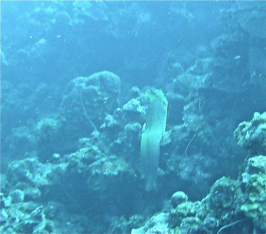 Bonaire Big Moray