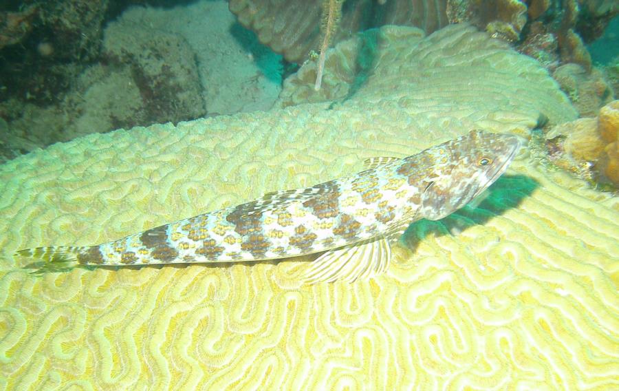 Bonaire fish