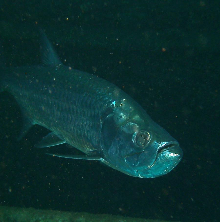 Tarpon at night