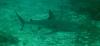 St Croix Shark