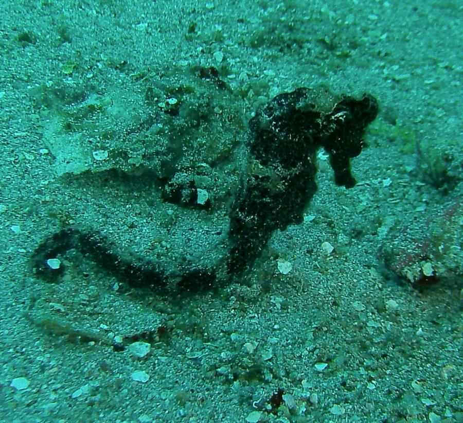 Frederiksted Pier Seahorse