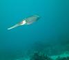 Frederiksted Cuddlefish