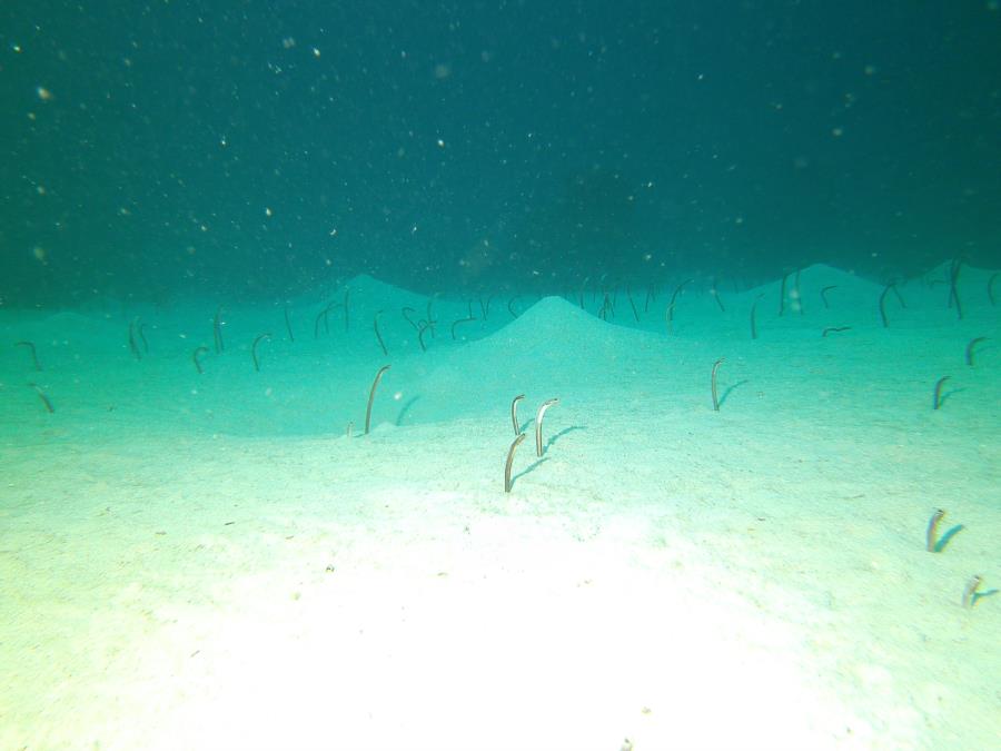 Garden Eels