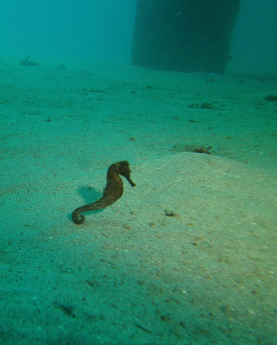 Sea Horse, St. Croix