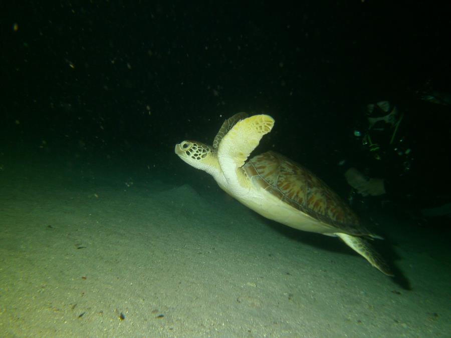 Night on Fredericksted Pier