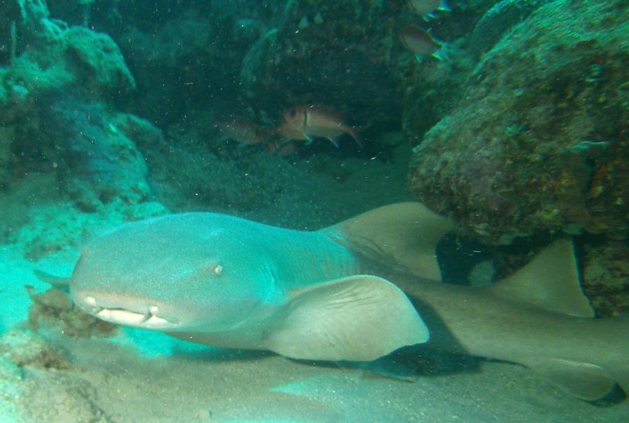 Nurse shark, St Croix, USVI