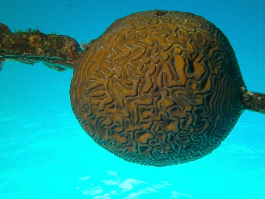 Coral on Submarine Tracking Cable, St. Croix, USVI