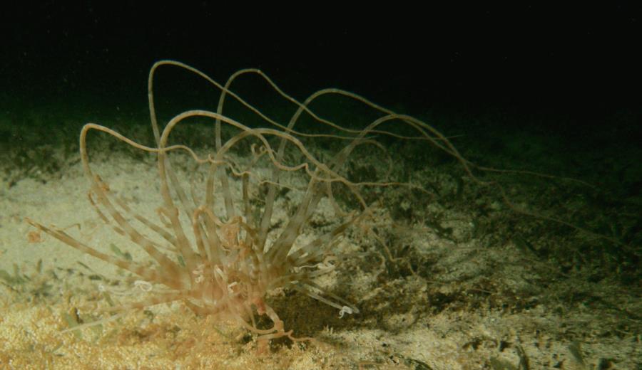 Anemone Night dive, St. Croix, USVI