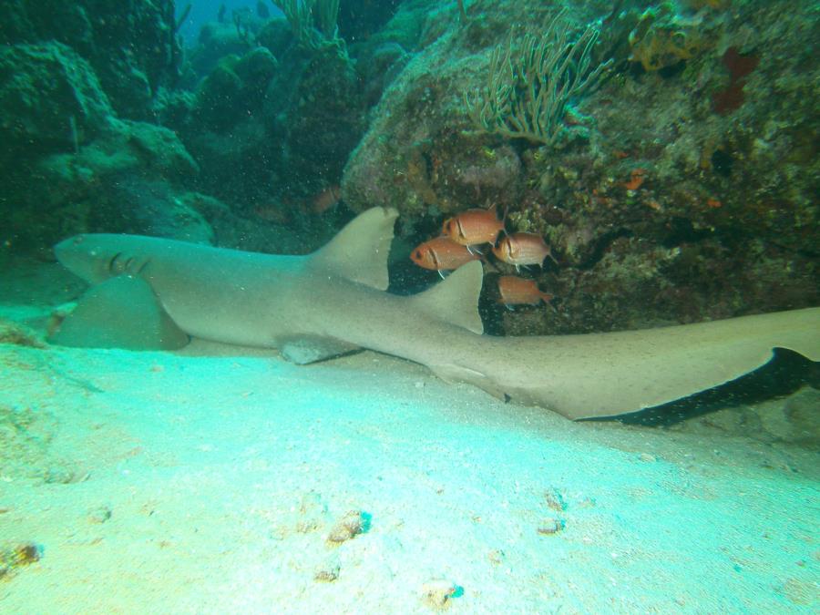 Nurse Shark, St. Croix, USVI