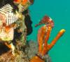 Seahorse, Fredericksted, USVI