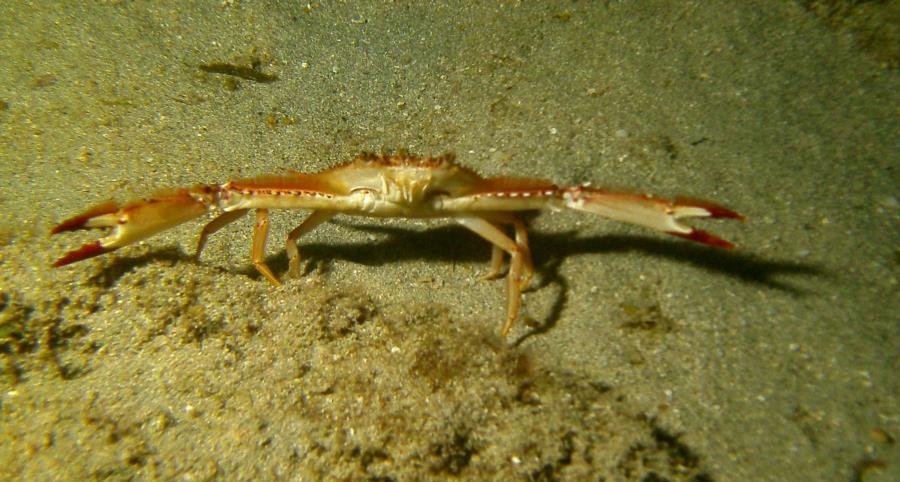 Ye Ole Crab, St. Croix, USVI