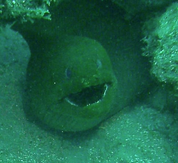 Big Green Moray, St. Croix, USVI