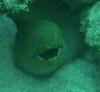 Big Green Moray, St. Croix, USVI