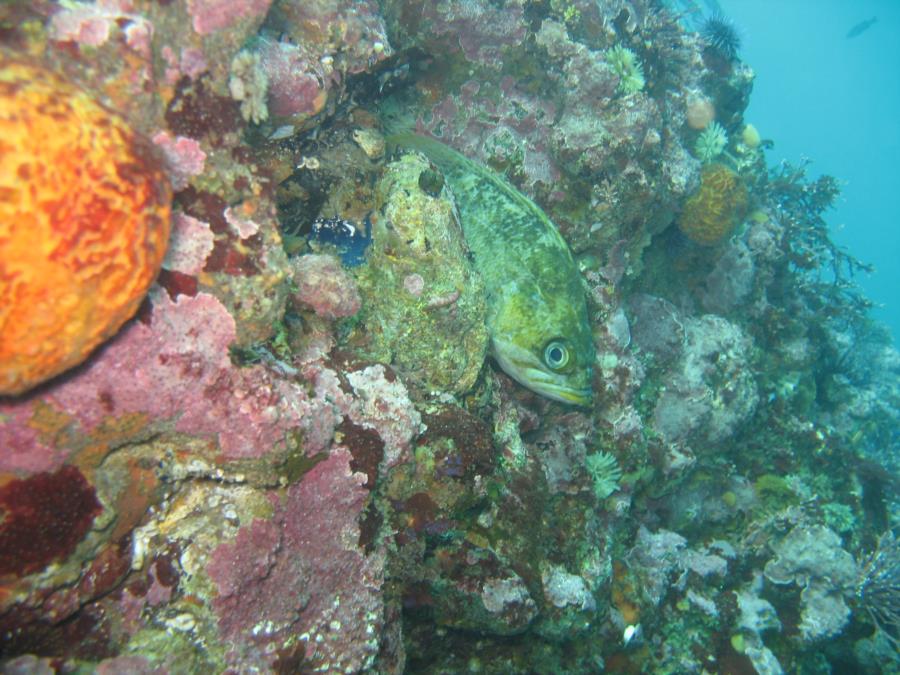 Kelp rockfish