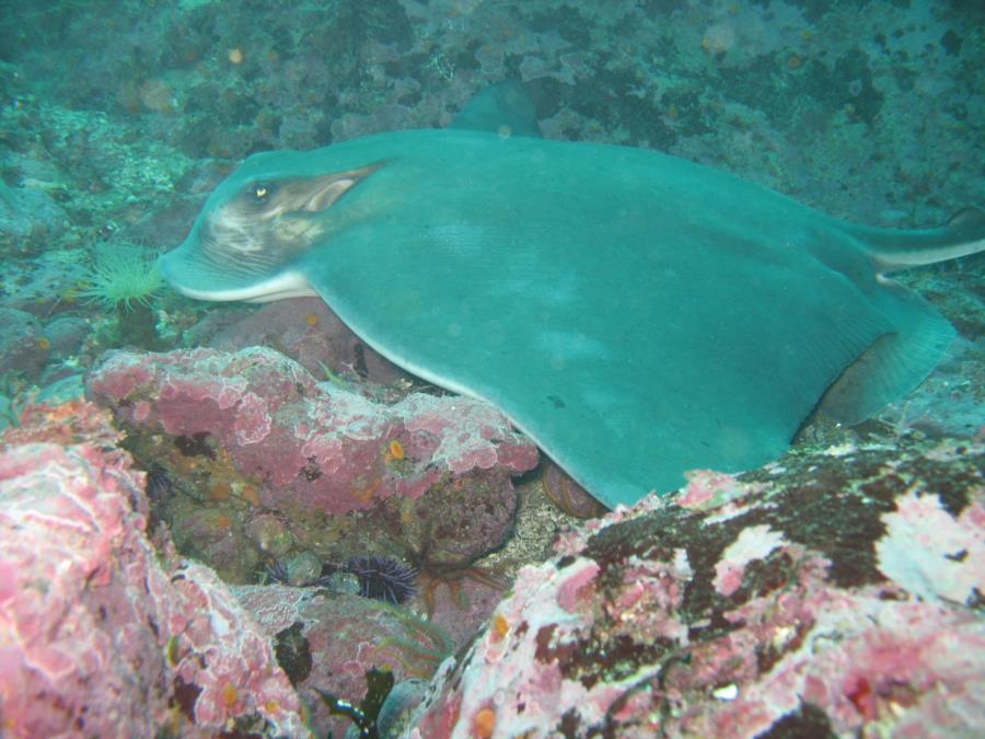 Bat ray