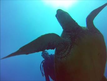 Honu selfie