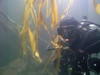 Wil from Longview WA | Scuba Diver