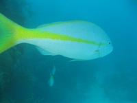 Diving in Belize