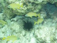 Coral Garden - Grand Turk