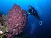 Dive Buddy needed for Cozumel Oct 2-8, 2011