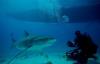 Dive Buddies needed for trip to Venezuela or Playa Del , MX August 26-30, 2014 -