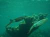 Carlos from Aguadilla PR | Scuba Diver