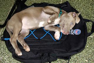 PADI IDC Course - Skill circuits and PADI Puppies