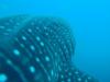Justin from Panama city FL | Scuba Diver