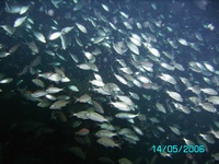 Dixie Arrow (off Cape Hatteras, NC)