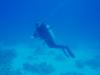 egyptiondiver