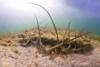 Florida Keys 360 degree underwater panoramas