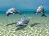 jimmy from   | Scuba Diver