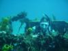Jeffrey from Bonney Lake WA | Scuba Diver