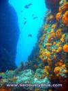 Nicole from   | Dive Center