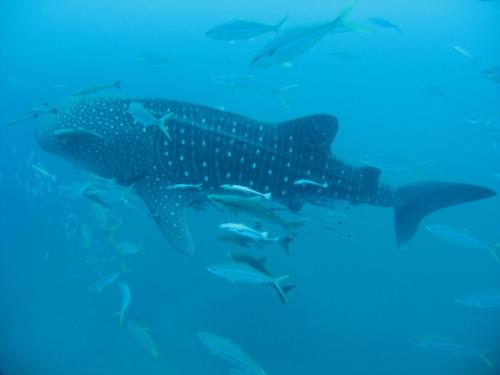 Whaleshark at Richelieu Rock