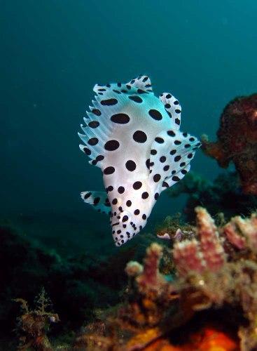 Healthy reefs = happy divers