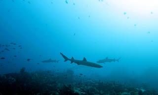 Shark Education in Komodo National Park