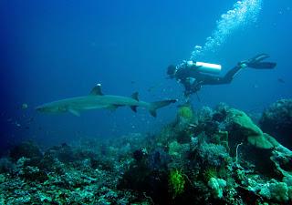 The Sharks of Komodo