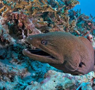 The first Similan Liveaboard of the season - Manta Ray AND Whale Shark