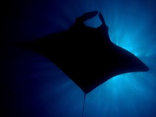 West Manggarai Manta Ray and Shark Sanctuary