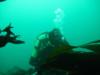 peter from norfolk  | Scuba Diver