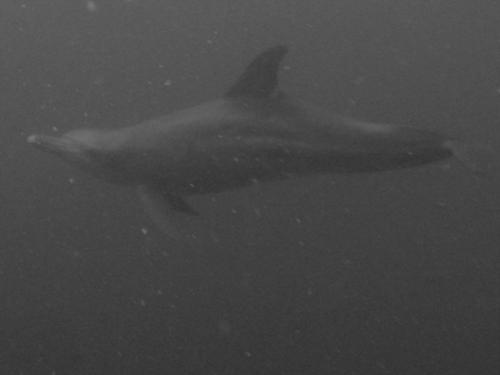 A Dolphin Encounters in Kubu
