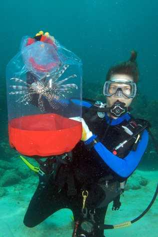 Lionfish Warning!