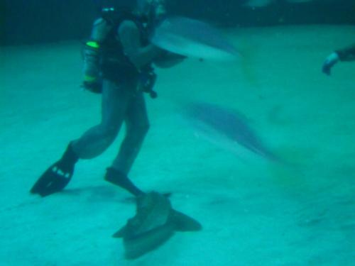 Shark Reef at Mandalay Bay Las Vegas Nevada