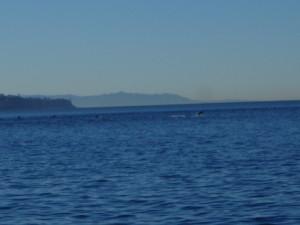 Early 2013 Dives catches the worlds largest creature, and good times 1-19-2013 Redondo Beach, Califo